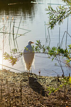 great white egret on shoreline standing in bright sunlight against blue water