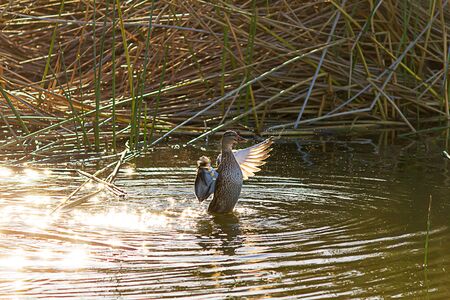 a female malard duck swimming in rippling rings of sunlit waterの写真素材