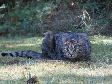 Black and gray striped cat laying in a lawnの写真素材