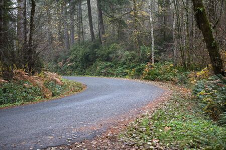autumn forest with golden ferns and shrubbery along roadway with dry leaves