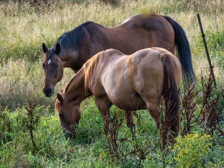 pair of brown horses grazing out in grassy field