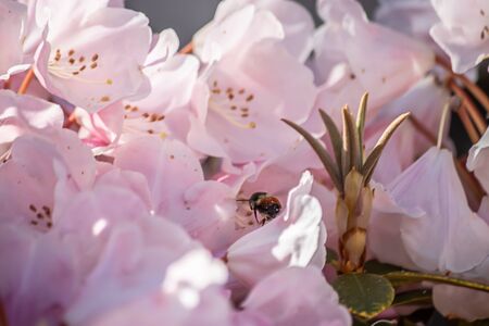 white and pink petals of rhododendrons in full bloom with a bee