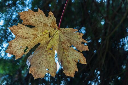 green and fall colored leaves growing together in bunches on branch
