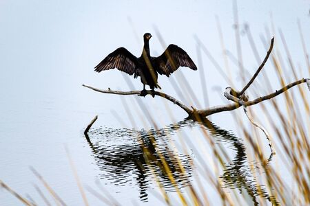 wide wings spread perched on a branch the cormorant sunsの写真素材