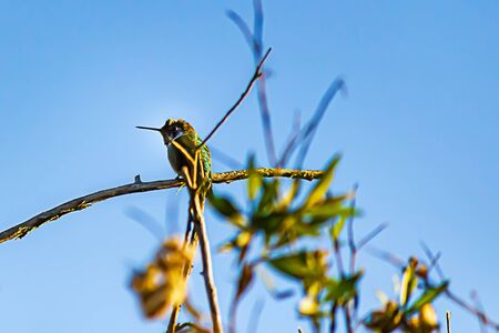 green hummingbird perched on bare tree branch against blue skyの写真素材