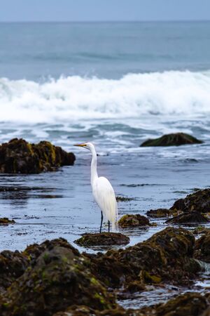 great white egret standing in tide pools on seashoreの写真素材