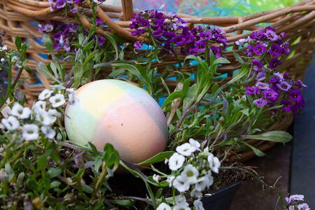 an easter egg placed in candy tuft leaves and blooms with easter basket
