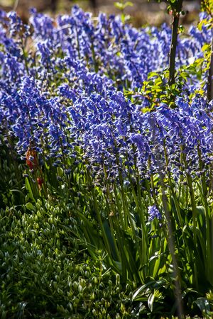 spring hyacinth growing in garden in western washington state during moring lightの写真素材