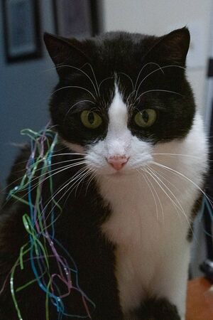 black and white cat with green eyes covered in strands of colorful plastic easter grass