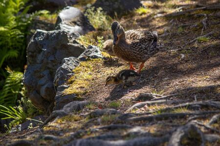 mother duck looking over duckling in springtime in washingtonの写真素材