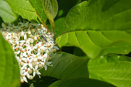 white grouping of flowers with small black beetle bug crawling in it during springの写真素材