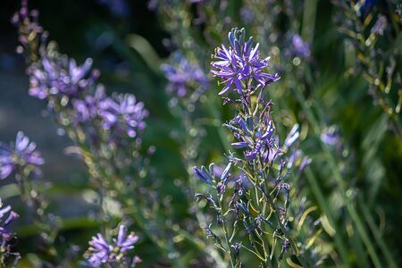larkspur flowering in field during late spring day in washington