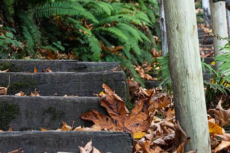 colorful fall leaves gathering in the edges of the cement steps