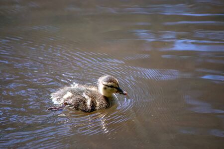 baby duckling chick swimming in fresh water in washington state in springの写真素材