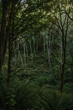 dark green forest covered in moss and ferns with tall treesの写真素材