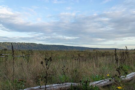 tall dry yellow grass and weeds growing wild around the puget sound