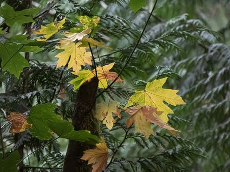 maple leaves starting to turn red and yellow in fall