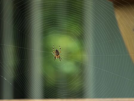 orbweaver in web outside in early fall in washington stateの写真素材