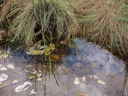 small stream water with grass and weeds growing along the edge in washington state