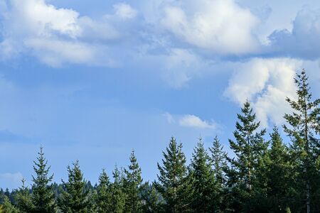 wild washington hillside growing in trees and buhes below clouds