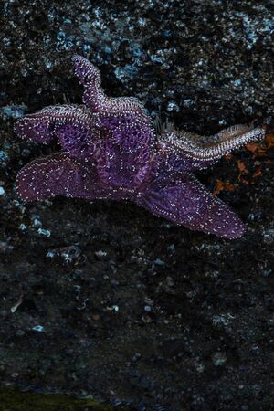 starfish atached to concrete wall with other marine life