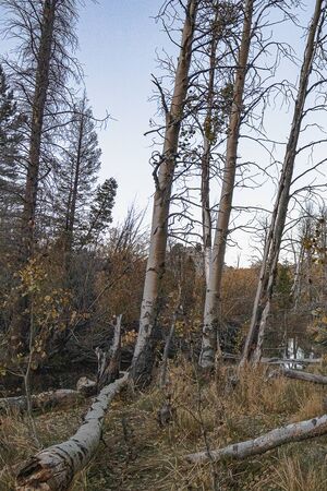 autumn forest scene with hiking path and underbrush