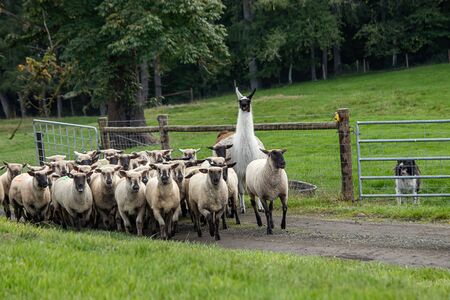 A white alpaca standing with a group of sheepの写真素材