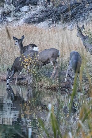 herd of deer reflected in lake they are drinking from in early morning