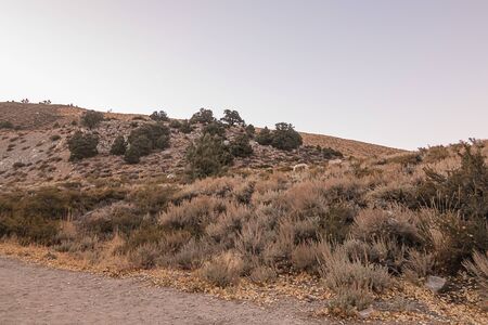 scrub brush covered hillside with ponderosa pines in autumnの写真素材