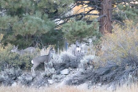 group of deer grazing on bushes and grass at forest edge in early morningの写真素材