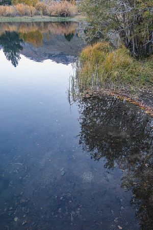 grassy shoreline bank of lake with bushes and fallen autumn leaves in evening light