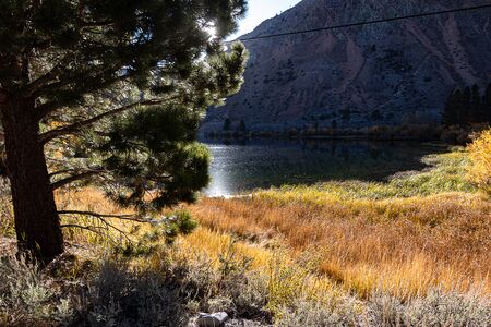 golden grass on lake shoreline with back lit pine
