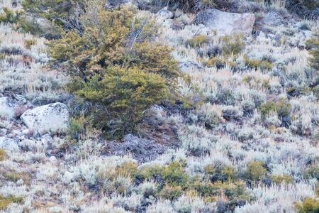 scrub brush covered hillside with some trees in autumnの写真素材