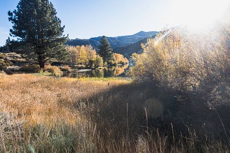 glowing sunrays over grassy lakeshore with aspen in autumn