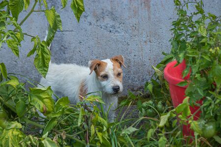 large green tomato plant with growing in red plasticの写真素材
