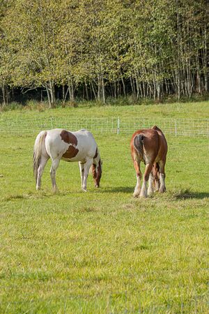 two beautiful horses standing on green field on farmの写真素材