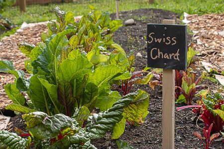 chalkboard markers in garden mark the swiss chard growing in soilの写真素材