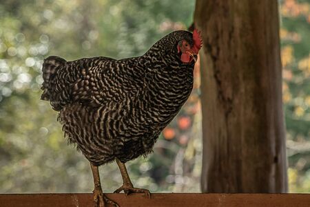 red female chicken foraging in farm yard in summer monthsの写真素材