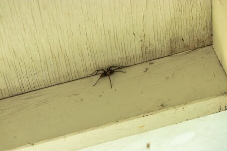 A common house spider standing in a white wash wooden corner