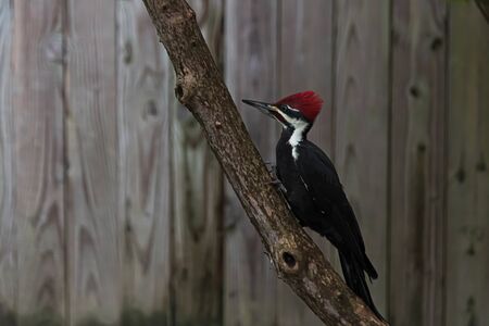pileated adult wood pecker pirched on a branch in front of a fenceの写真素材