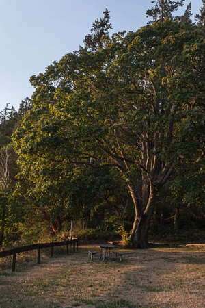 sunlight streaming through the trees near sunsetの写真素材