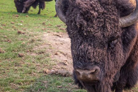 large close up of head of buffalo in green grass of summer