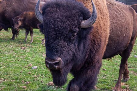 herd of buffalo together in group on green grass in summer