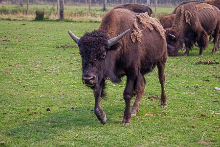 herd of buffalo together in group on green grass in summer