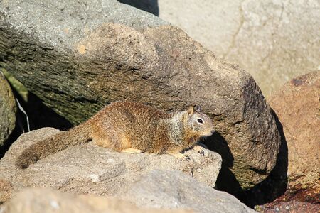 ground squirrel on rocks near shoreline in californiaの写真素材