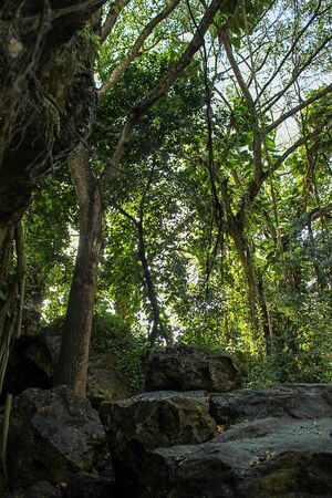 dark vivid green leafy canopy of a deciduous forest in early summerの写真素材