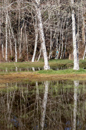 tall white trees reflected in grassy pondの写真素材