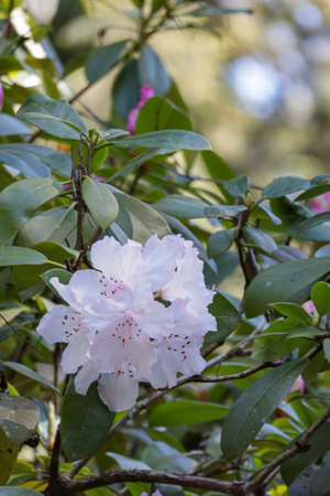 early pale blooms of rhododendron bushの写真素材