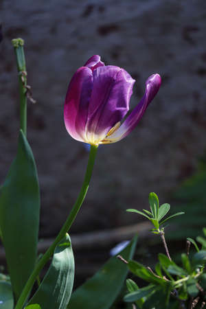 a single blooming purple tulip in late springの写真素材