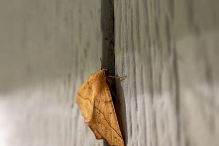 large yellow moth resting on wall of homeの写真素材